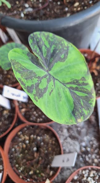 Alocasia